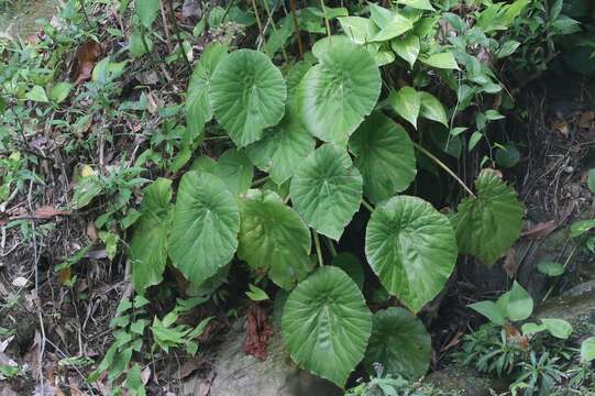 Image of lilypad begonia