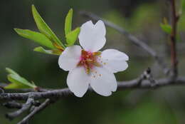 Imagem de Prunus dulcis (Mill.) D. A. Webb