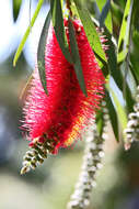 صورة Callistemon citrinus (Curtis) Skeels