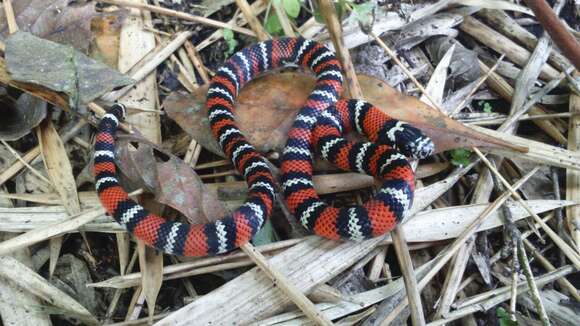 Image of Lampropeltis micropholis Cope 1860