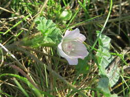 Image of common mallow