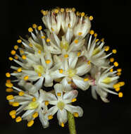 Image of western false asphodel