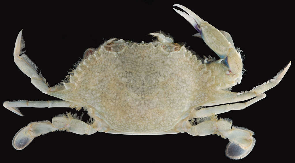 Image of lesser blue crab