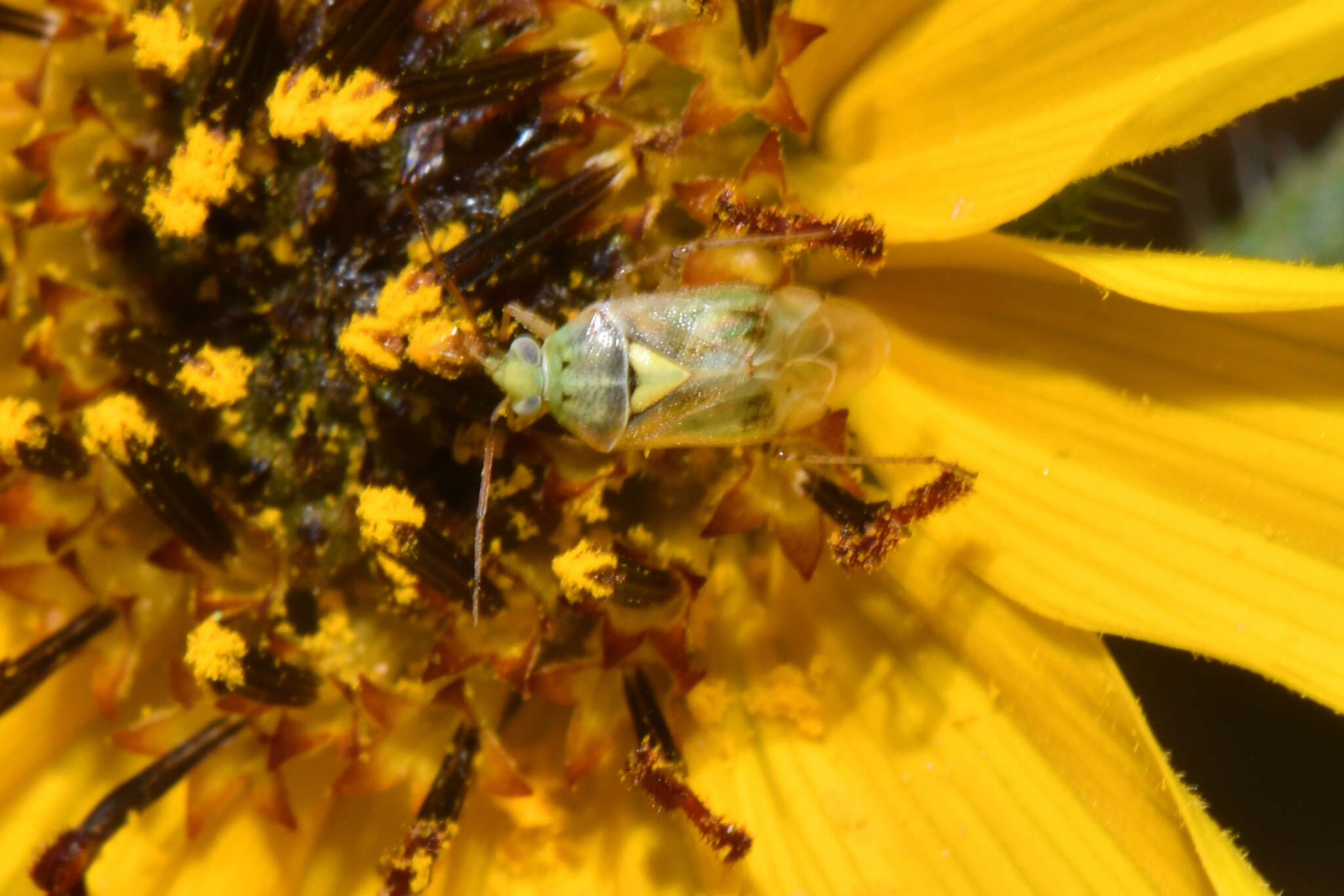 Image of Pale legume bug