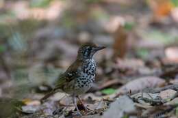 Image of Spot-winged Thrush