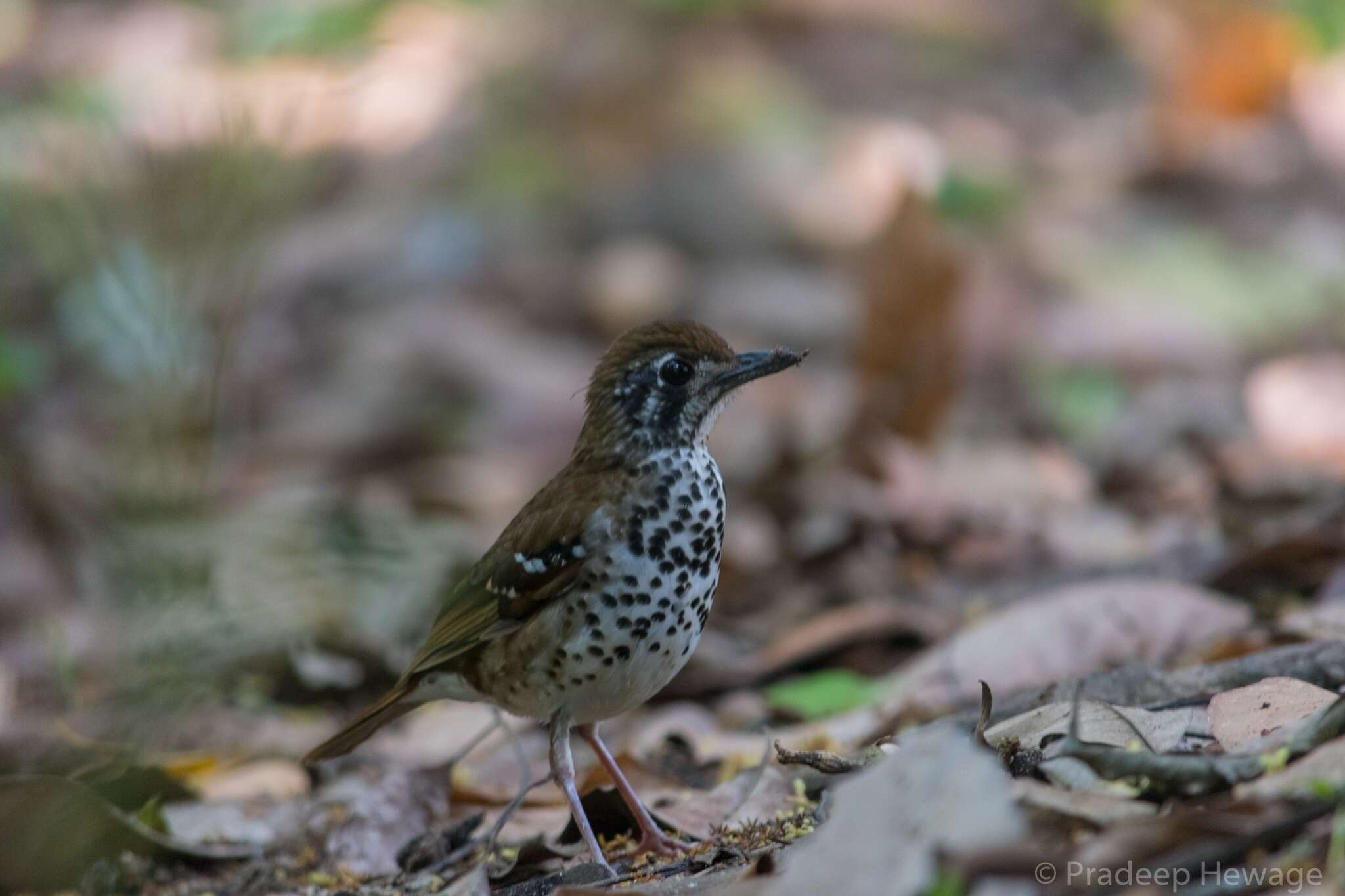 Image of Spot-winged Thrush