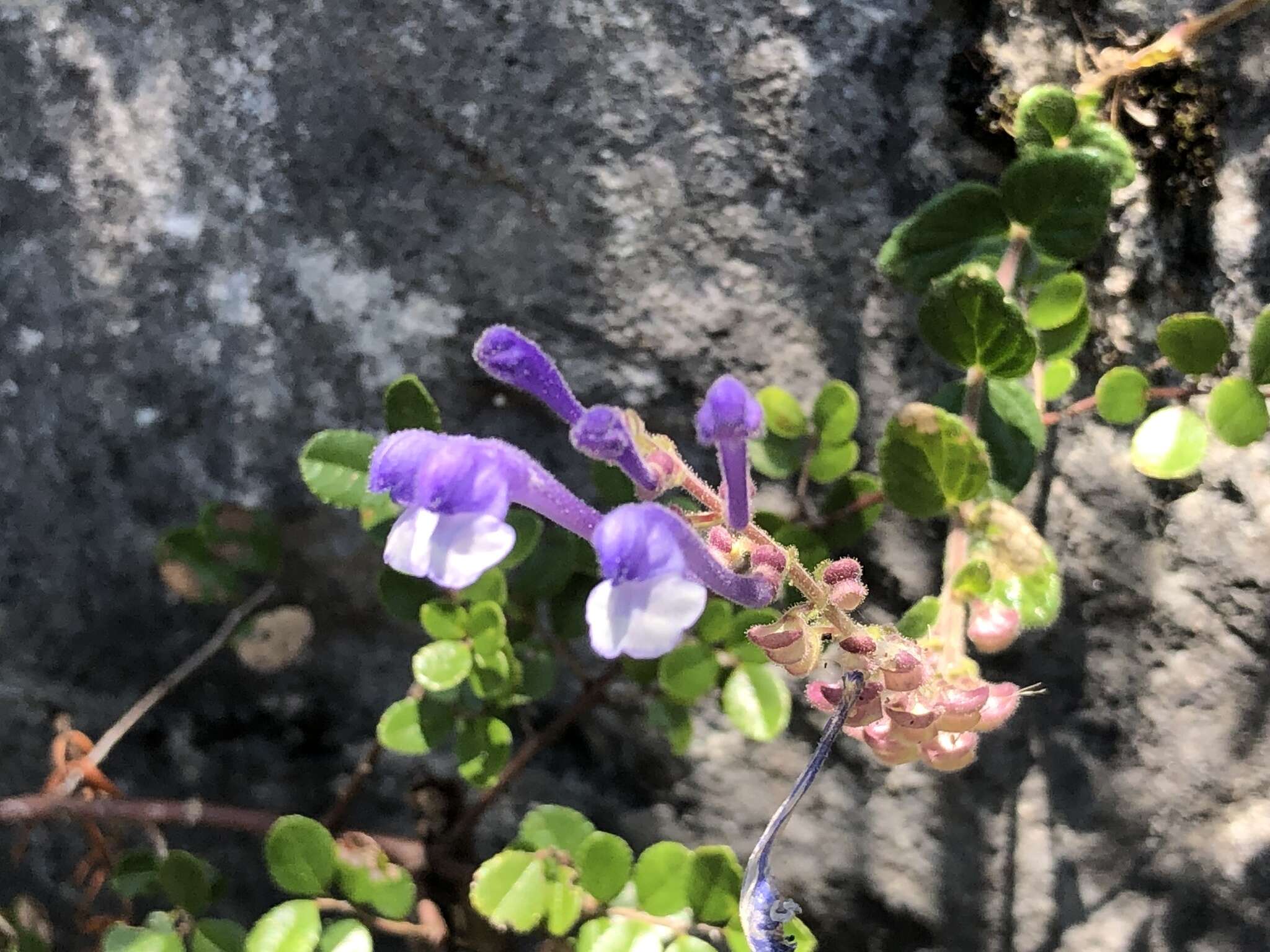 Sivun Scutellaria indica var. indica kuva