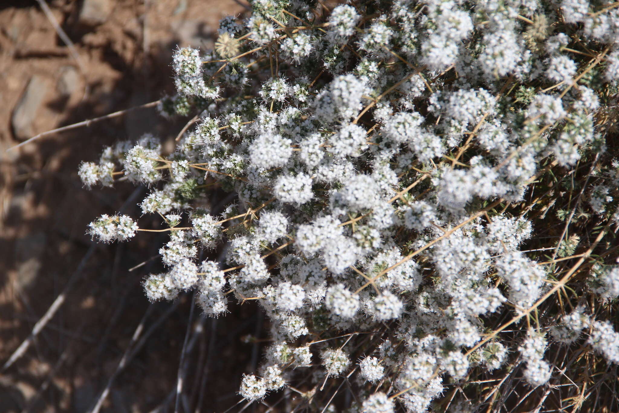 Слика од Acanthophyllum mucronatum C. A. Mey.