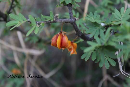 Sivun Guaiacum coulteri A. Gray kuva