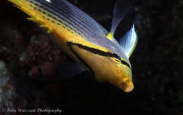 Image of Spot-tail Butterfly Fish