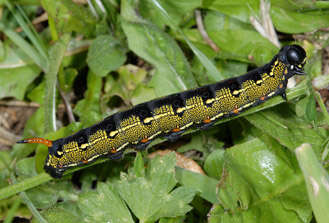 Image of striped hawk-moth