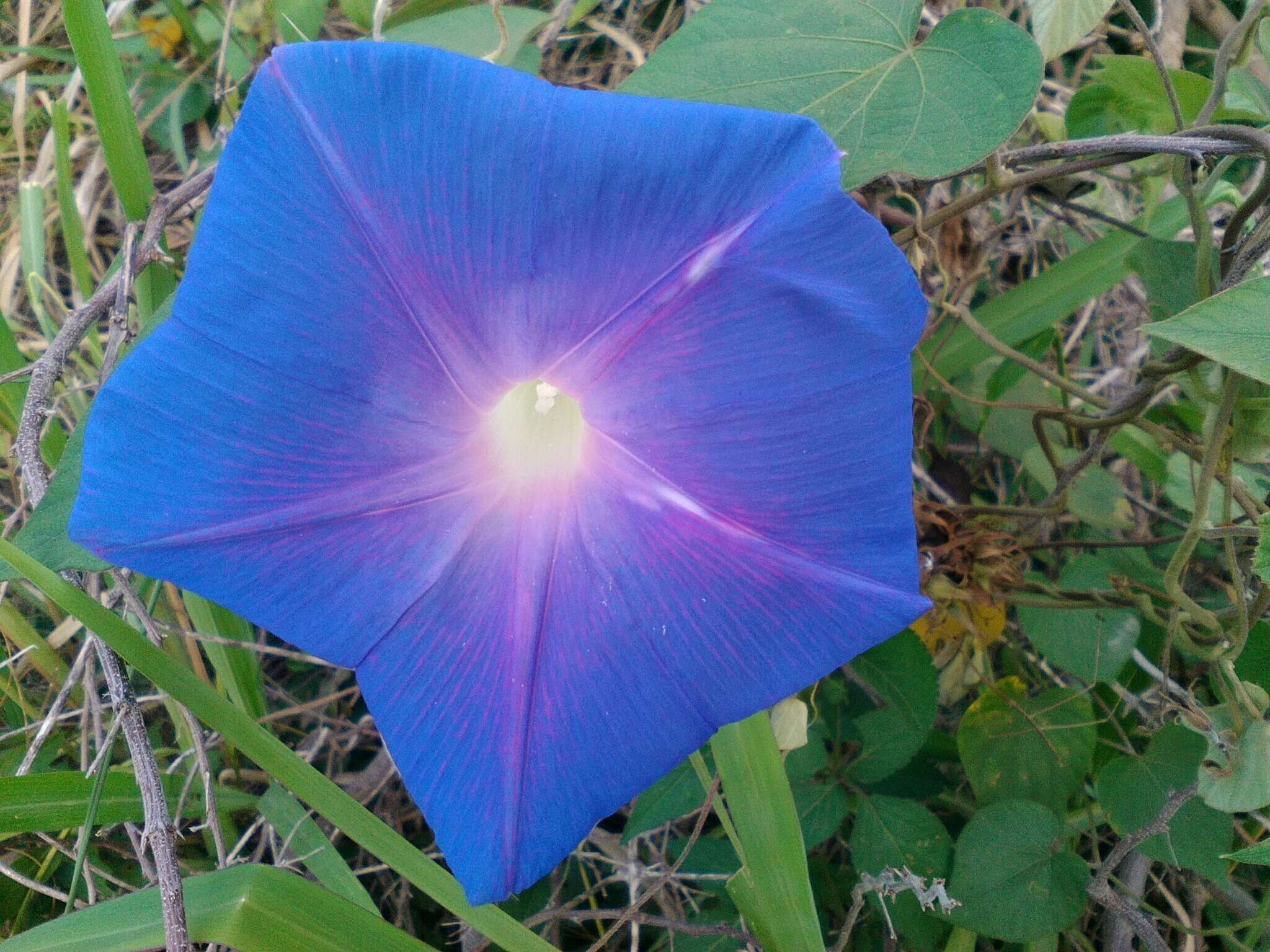 Imagem de Ipomoea indica (J. Burman) Merr.