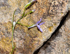 Image of Lobelia flexuosa subsp. flexuosa