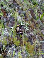 Image of Pitcher plant