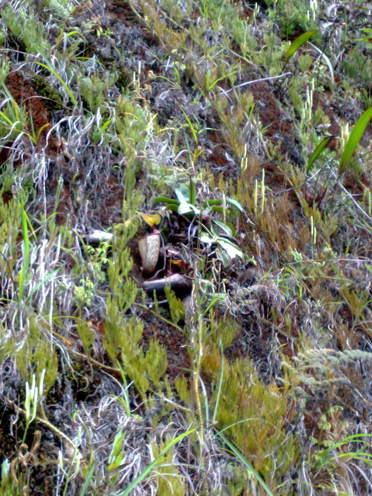 Image of Pitcher plant