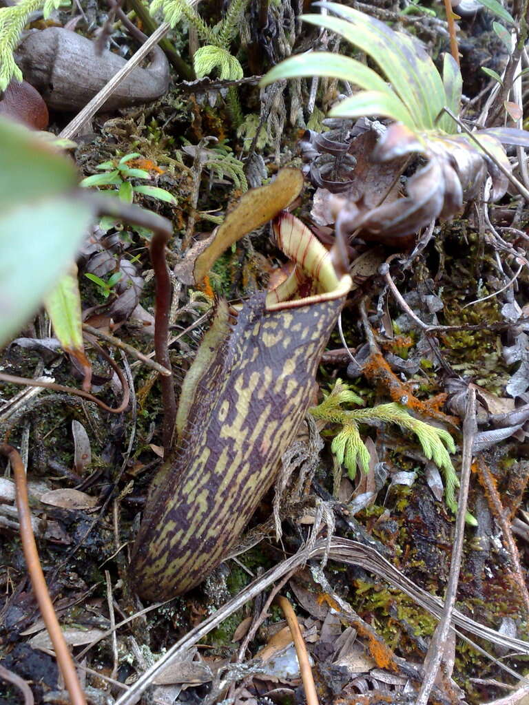 Image of Pitcher plant