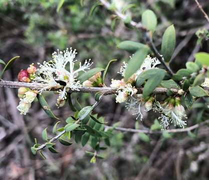 Image of mallee honeymyrtle