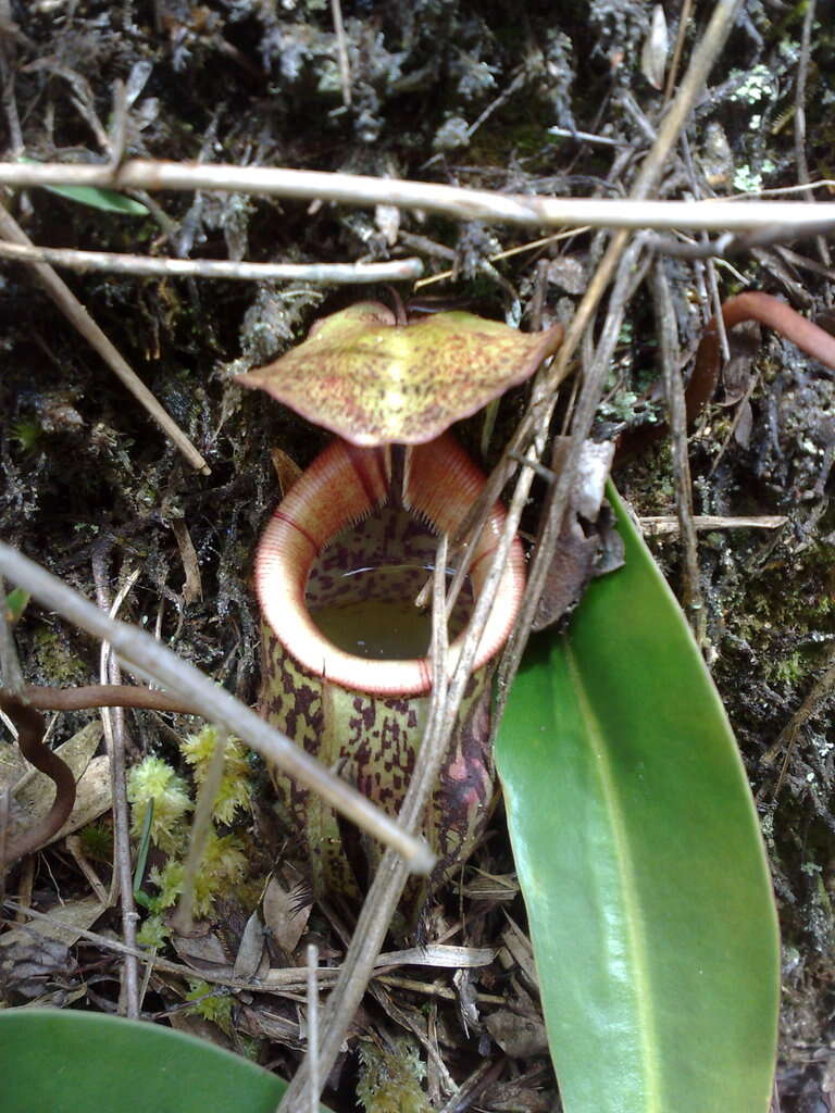 Image of Pitcher plant