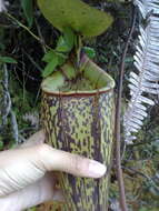 Image of Pitcher plant