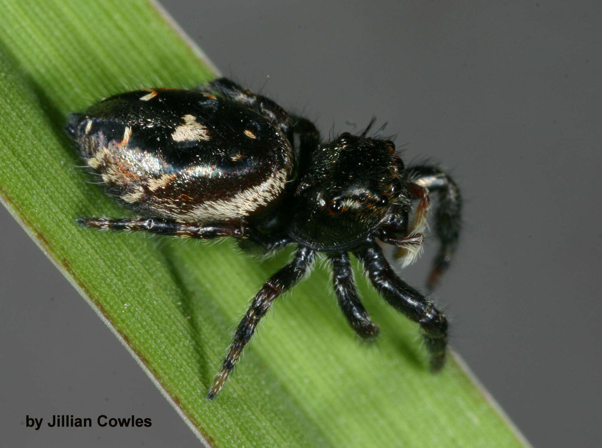 Image of Phidippus californicus Peckham & Peckham 1901