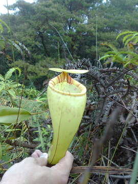 Image of Pitcher plant