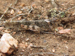 Image of Campestral grasshopper