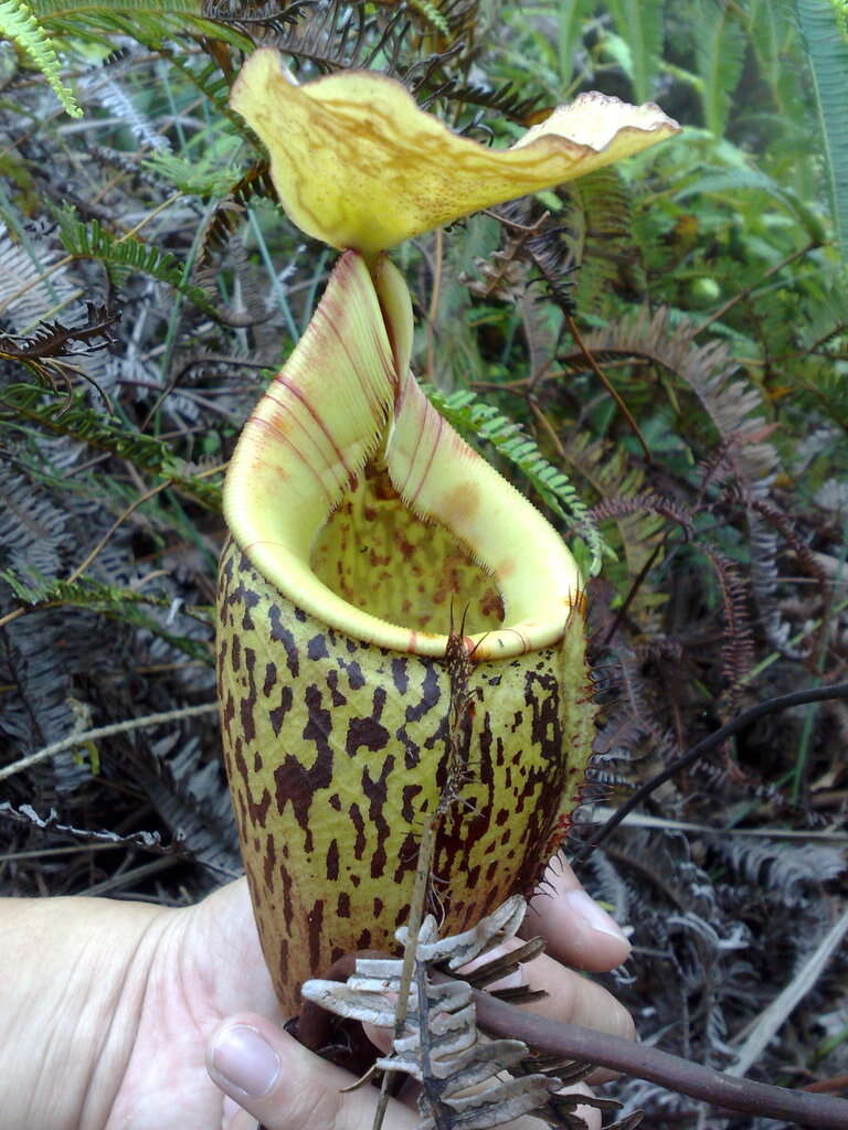 Image of Pitcher plant