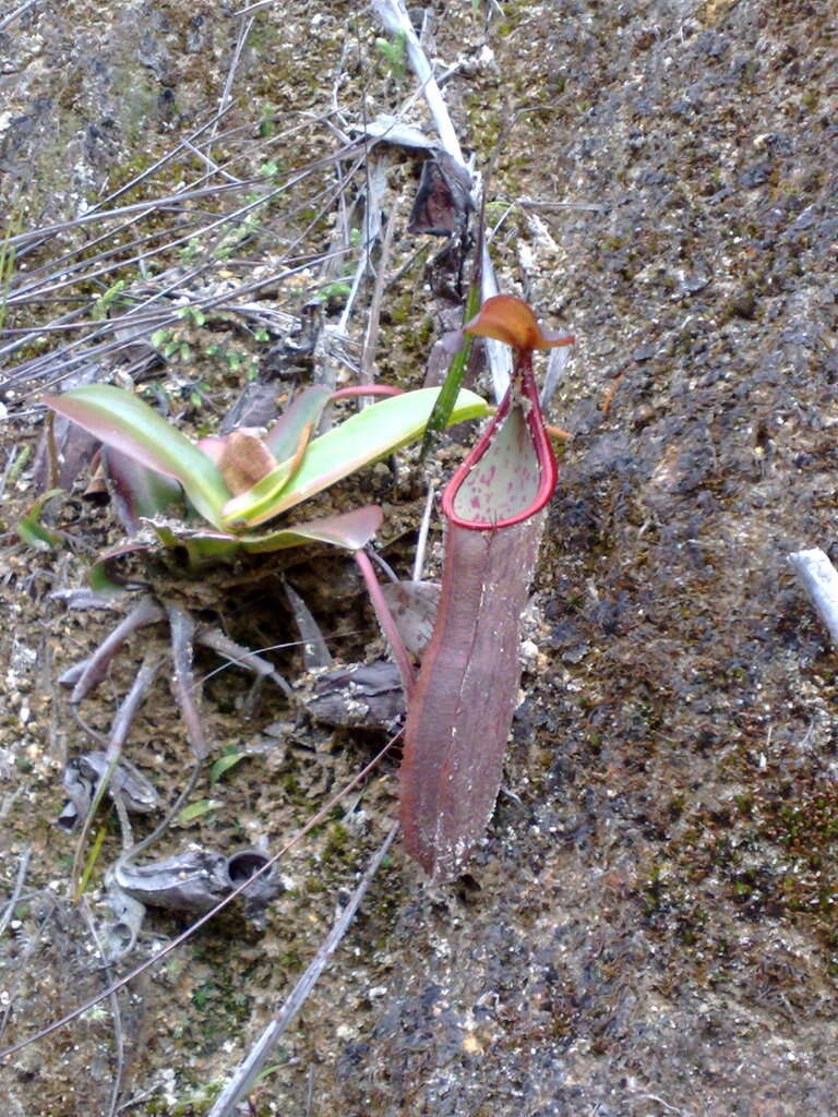 Image of Pitcher Plant