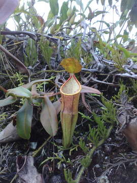 Image of Pitcher Plant