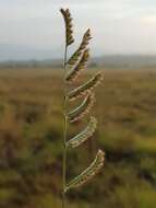 Plancia ëd Brachiaria nigropedata (Munro ex Ficalho & Hiern) Stapf