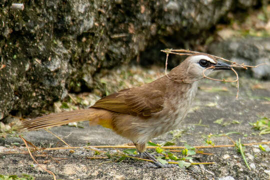 Image of Yellow-vented Bulbul