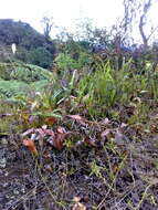 Image of Pitcher Plant