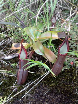 Image of Pitcher Plant