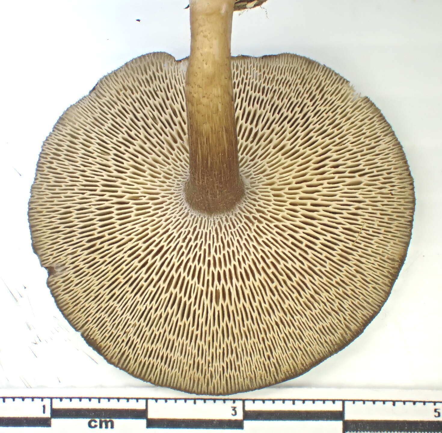Image of Lentinus longiporus (Audet, Boulet & Sirard) Zmitr. & Kovalenko 2016