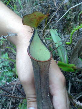 Image of Pitcher plant