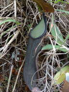 Image of Pitcher plant