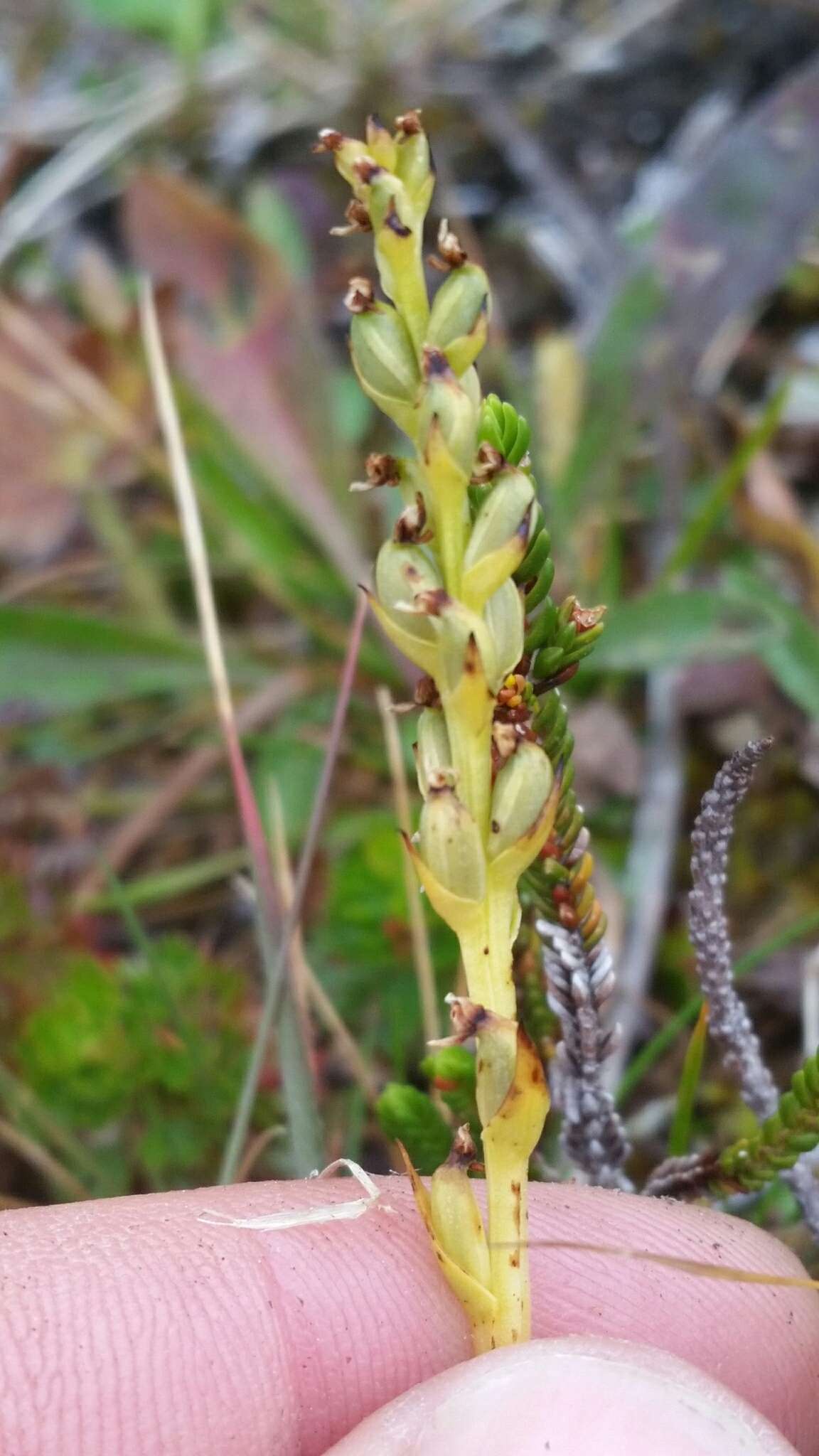 Image of Choriso Bog Orchid