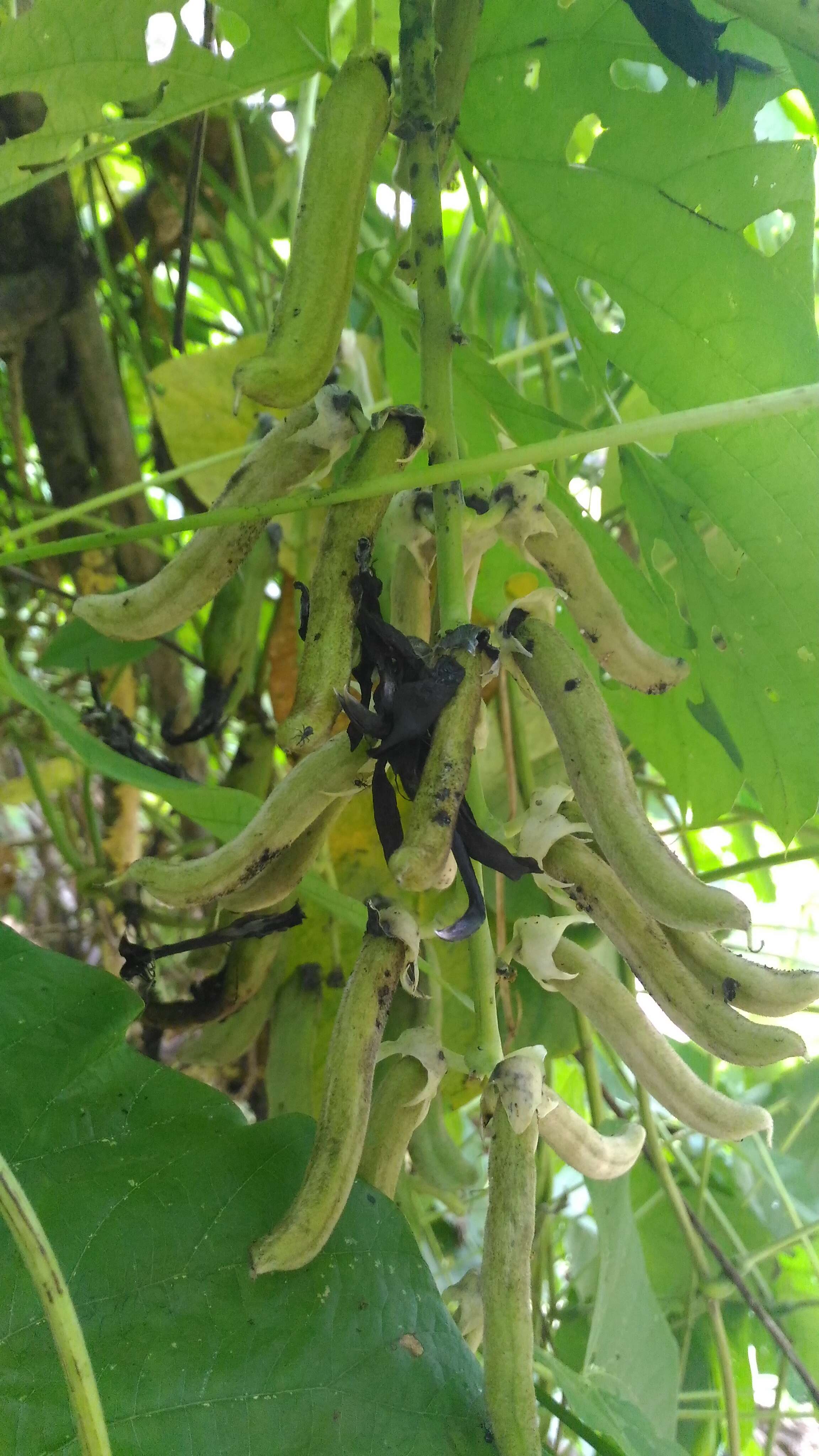 Image of soybean