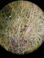 Image of Black-rumped Buttonquail