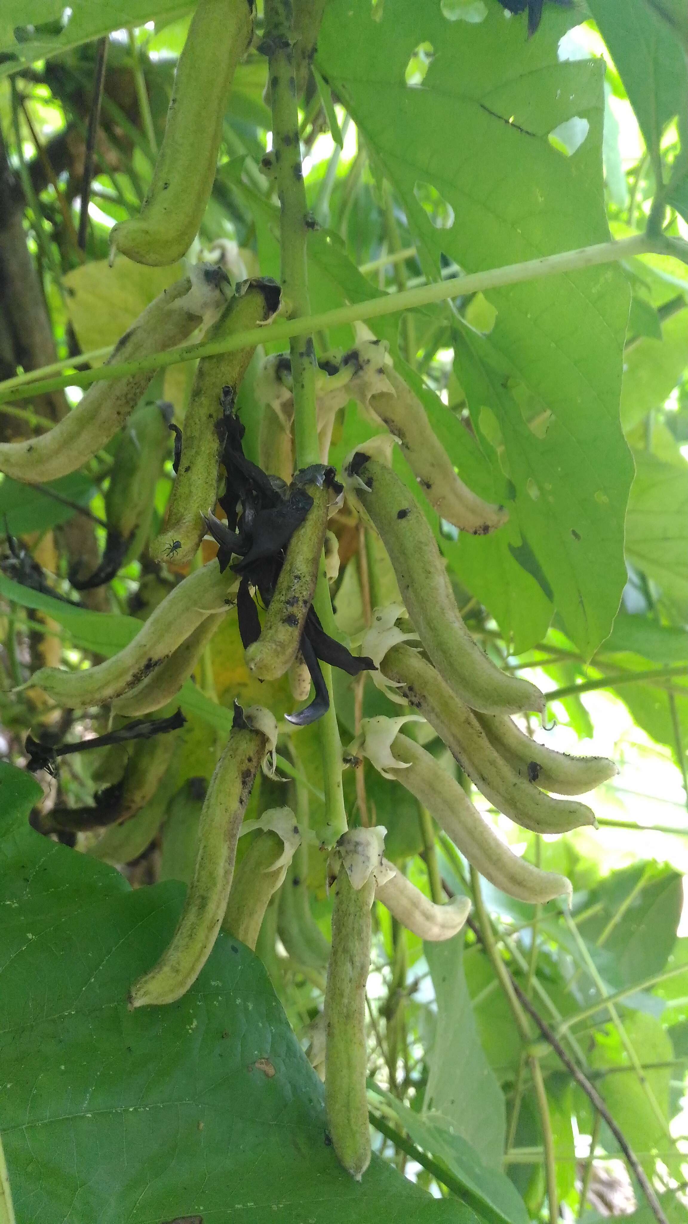 Image of soybean