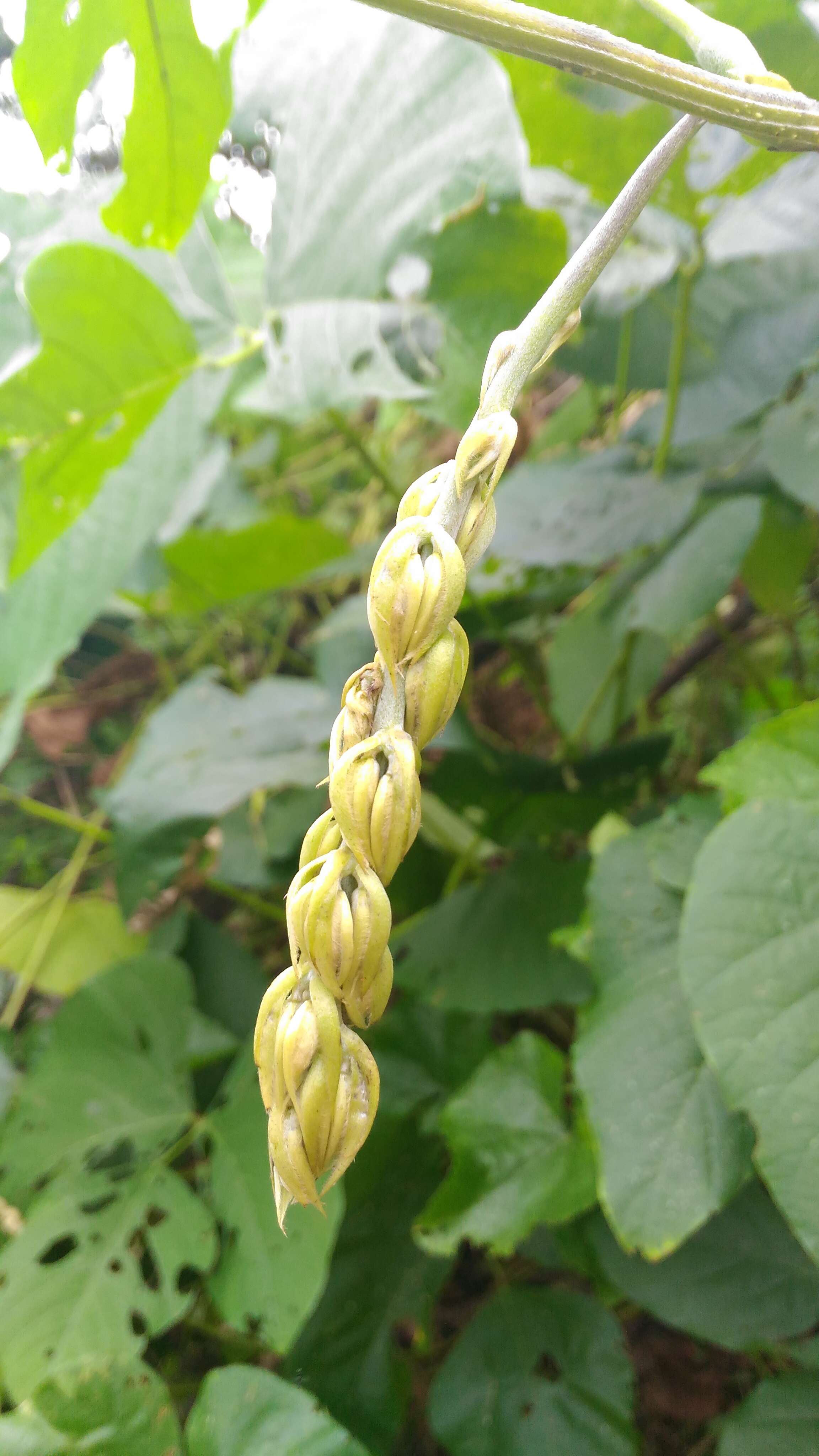 Image of soybean