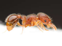 Image of Ant