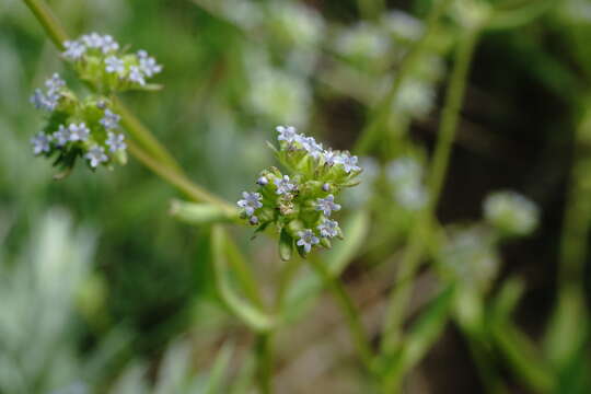 Image of Valerianella costata (Stev.) Betcke