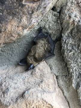 Image of Long-eared Myotis