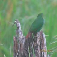 Image of Blue-faced Parrot-Finch