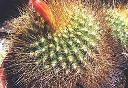 Image of Matucana aurantiaca (Vaupel) Buxb.