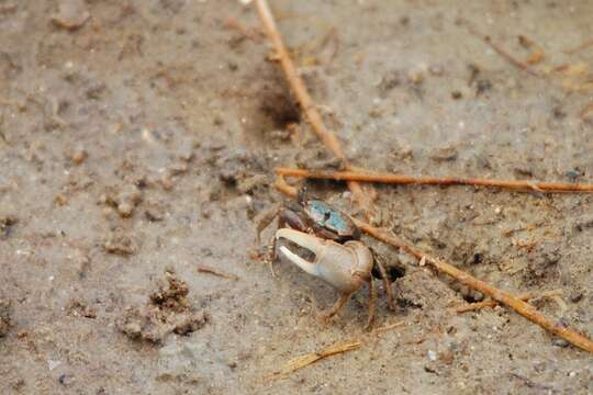 Image of Gulf marsh fiddler