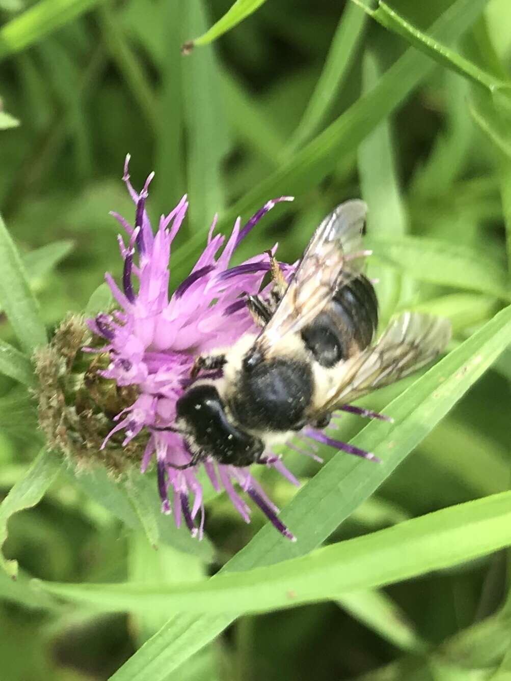 Imagem de Megachile inermis Provancher 1888