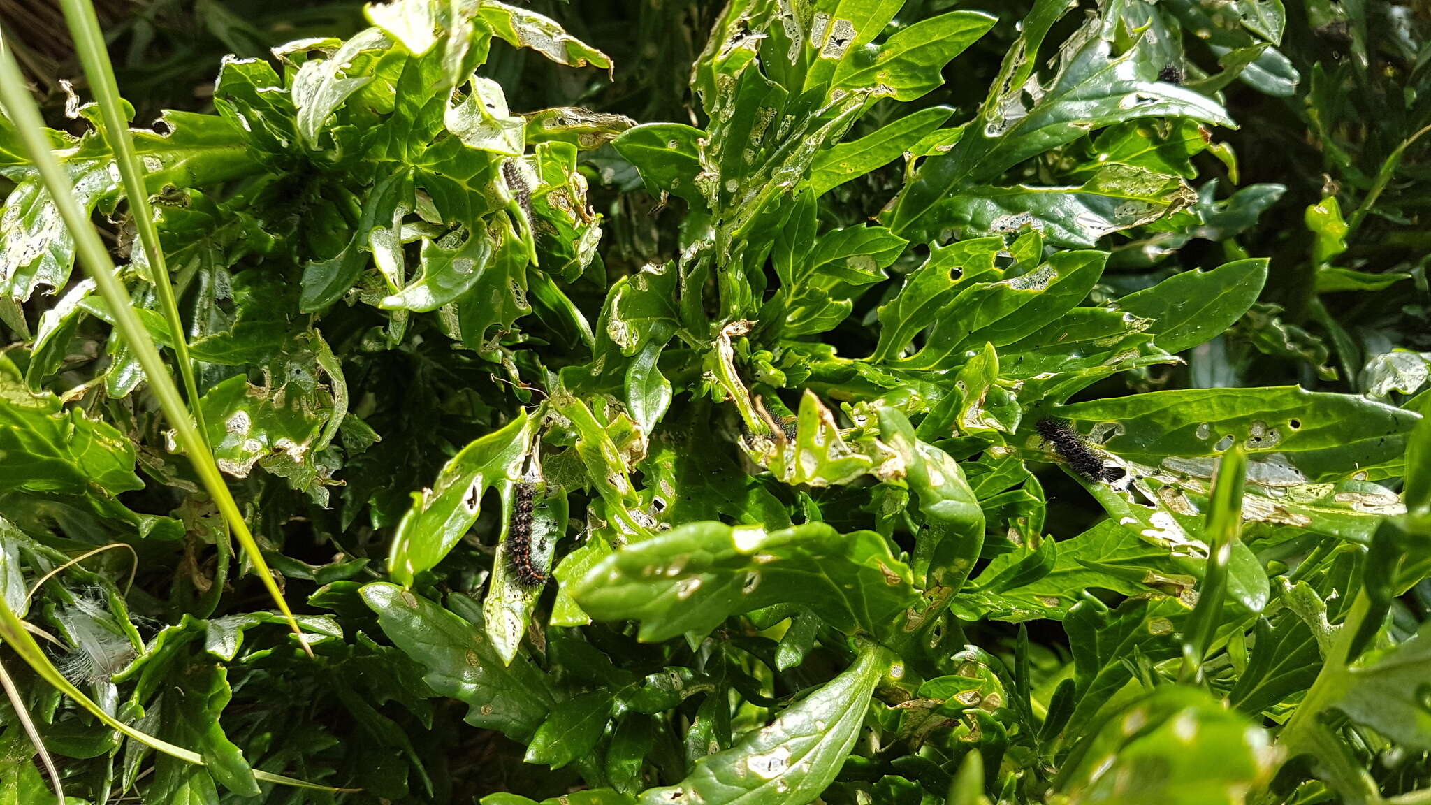 Plancia ëd Senecio radiolatus subsp. antipodus (Kirk) C. J. Webb