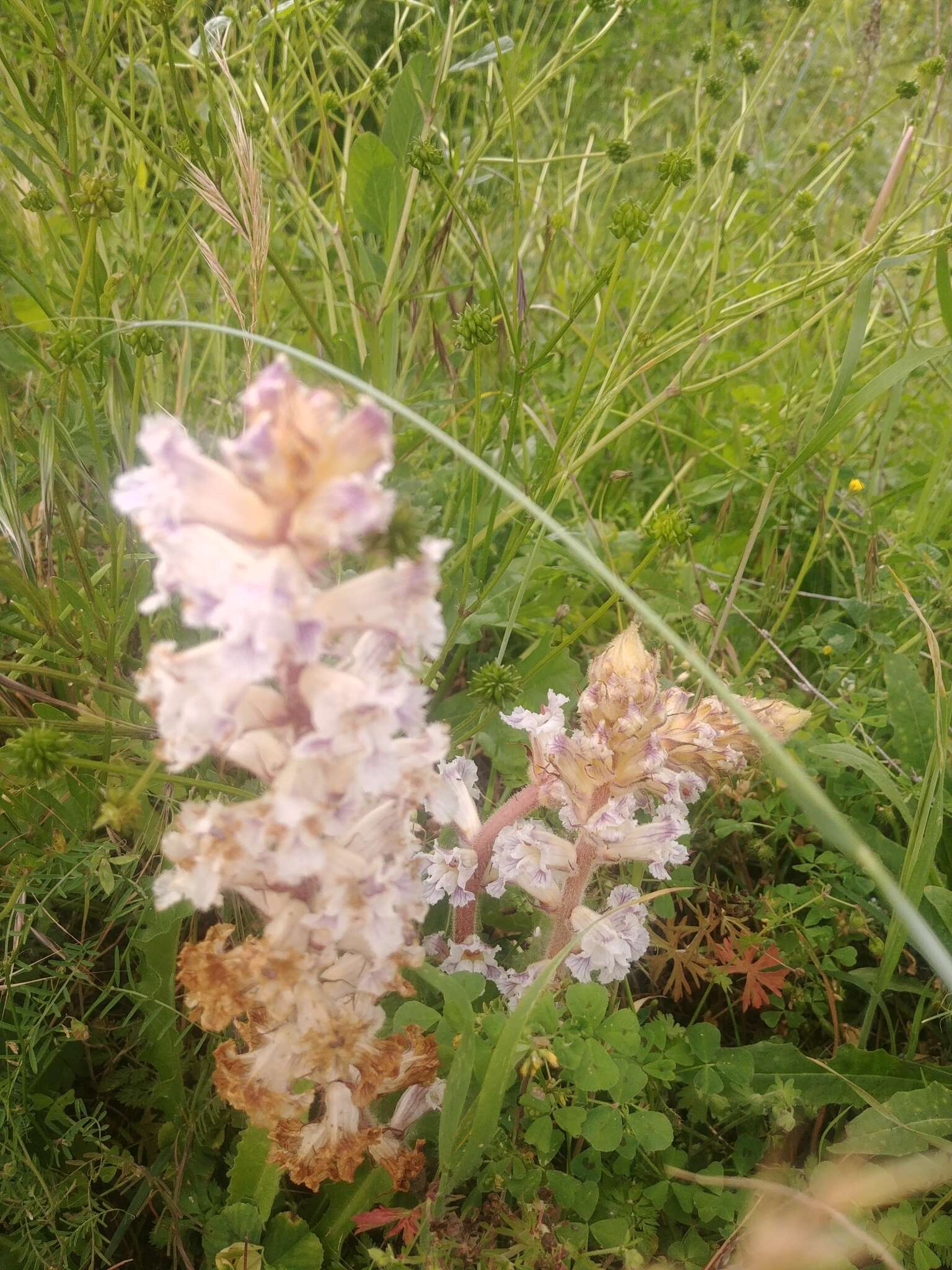 Image de Orobanche crenata Forsskál